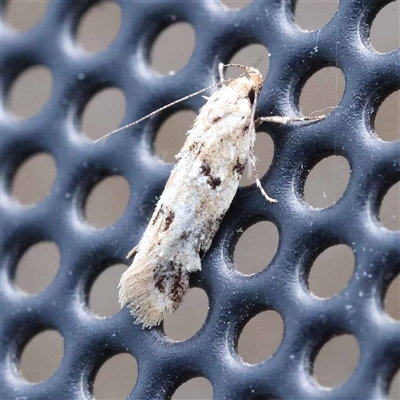 Opsitycha squalidella (Barea Group) at Turner, ACT - 21 Oct 2024 by ConBoekel
