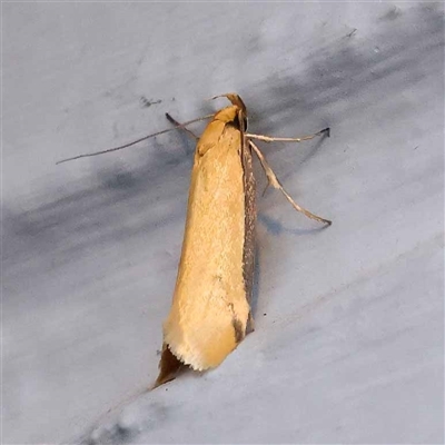 Philobota protecta (A concealer moth) at Turner, ACT - 21 Oct 2024 by ConBoekel