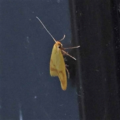 Aeolothapsa malacella (A Concealer moth) at Turner, ACT - 21 Oct 2024 by ConBoekel