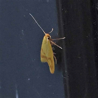 Aeolothapsa malacella (A Concealer moth) at Turner, ACT - 21 Oct 2024 by ConBoekel