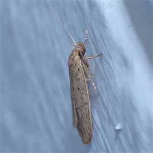 Unidentified Concealer moth (Oecophoridae) at Turner, ACT by ConBoekel