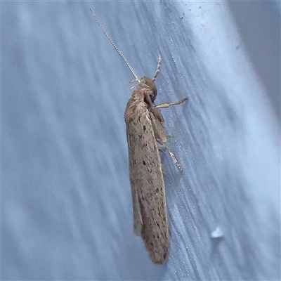 Unidentified Concealer moth (Oecophoridae) at Turner, ACT - 21 Oct 2024 by ConBoekel