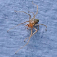 Cheiracanthiidae (family) (Sac spiders) at Turner, ACT - 21 Oct 2024 by ConBoekel