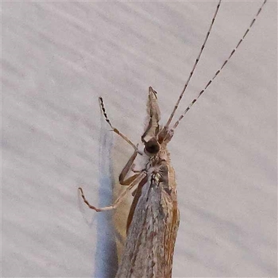 Leptoceridae sp. (family) (Long-horned caddisfly) at Turner, ACT - 21 Oct 2024 by ConBoekel