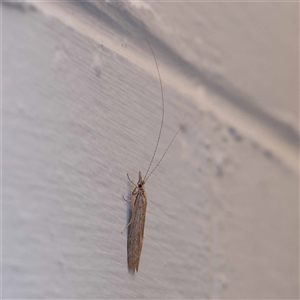 Leptoceridae sp. (family) at Turner, ACT - 21 Oct 2024