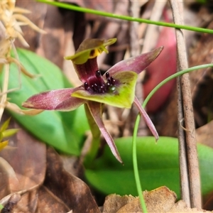 Chiloglottis sp. aff. jeanesii (Kybeyan Bird Orchid) at Harolds Cross, NSW by Csteele4