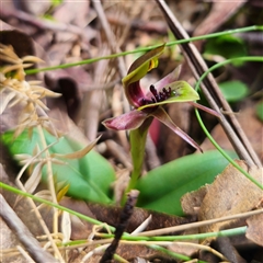 Chiloglottis sp. aff. jeanesii at suppressed - 22 Oct 2024