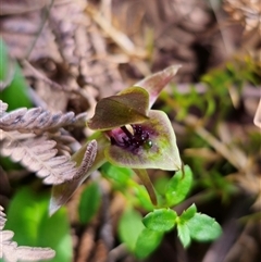 Chiloglottis sp. aff. jeanesii at suppressed - 22 Oct 2024