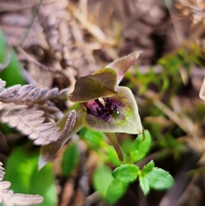 Chiloglottis sp. aff. jeanesii at suppressed - suppressed