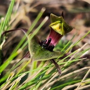 Chiloglottis sp. aff. jeanesii at suppressed - suppressed