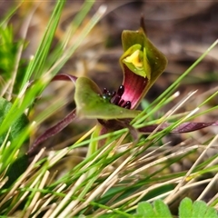 Chiloglottis sp. aff. jeanesii at suppressed - suppressed