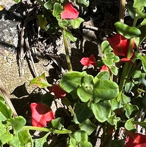 Einadia hastata (Berry Saltbush) at Acton, ACT by Wendyp5