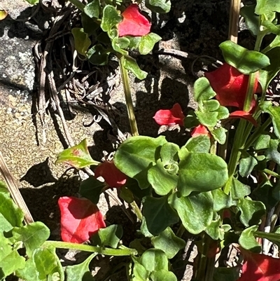 Einadia hastata (Berry Saltbush) at Acton, ACT - 21 Oct 2024 by Wendyp5