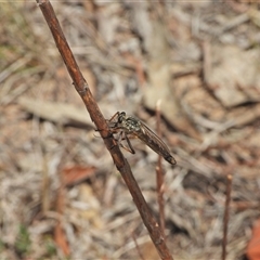 Dolopus rubrithorax (Large Brown Robber Fly) at Kambah, ACT - 22 Oct 2024 by LineMarie