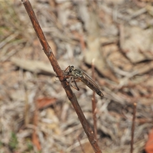 Dolopus rubrithorax at Kambah, ACT - 22 Oct 2024