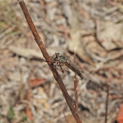 Dolopus rubrithorax (Large Brown Robber Fly) at Kambah, ACT - 21 Oct 2024 by LinePerrins