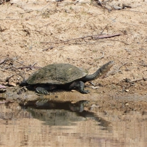 Chelodina longicollis at Kambah, ACT - 22 Oct 2024