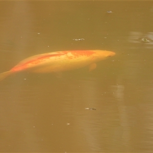 Cyprinus carpio at Kambah, ACT by LinePerrins