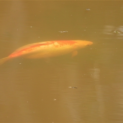 Carassius auratus (Goldfish) at Kambah, ACT - 22 Oct 2024 by LineMarie