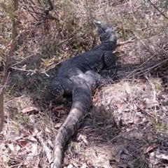 Varanus rosenbergi (Heath or Rosenberg's Monitor) at Urila, NSW - 22 Oct 2024 by Bowie