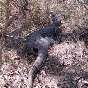 Varanus rosenbergi at Urila, NSW - 22 Oct 2024