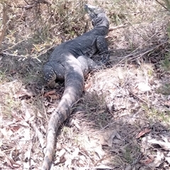 Varanus rosenbergi at Urila, NSW - 22 Oct 2024