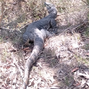 Varanus rosenbergi at Urila, NSW - 22 Oct 2024