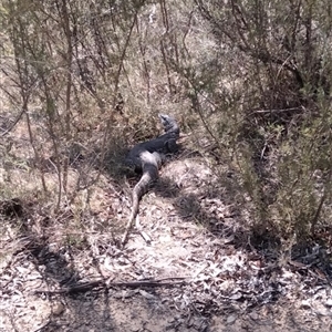 Varanus rosenbergi at Urila, NSW - 22 Oct 2024