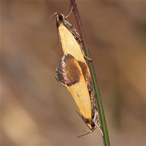 Merocroca automima (Chezala group) at O'Connor, ACT by ConBoekel