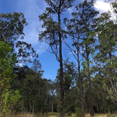 Eucalyptus tetrapleura at Kungala, NSW - 22 Oct 2024 by donnanchris