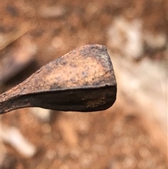 Eucalyptus tetrapleura at Kungala, NSW - suppressed