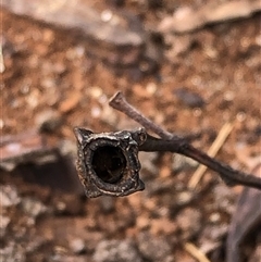 Eucalyptus tetrapleura at Kungala, NSW - suppressed