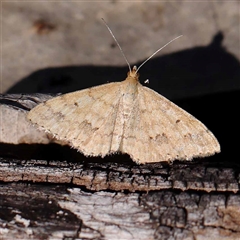 Scopula rubraria (Reddish Wave, Plantain Moth) at O'Connor, ACT - 20 Oct 2024 by ConBoekel