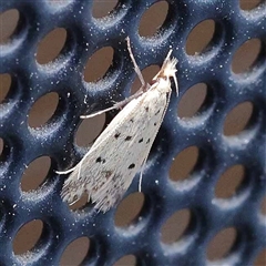 Atheropla decaspila (A concealer moth) at Turner, ACT - 20 Oct 2024 by ConBoekel