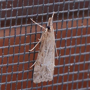 Eudonia cleodoralis at Turner, ACT - 20 Oct 2024