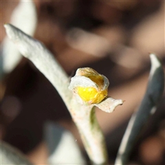 Chrysocephalum apiculatum (Common Everlasting) at O'Connor, ACT - 20 Oct 2024 by ConBoekel