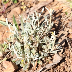 Chrysocephalum apiculatum at O'Connor, ACT - 21 Oct 2024