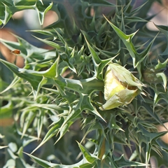 Argemone ochroleuca subsp. ochroleuca (Mexican Poppy, Prickly Poppy) at O'Connor, ACT - 20 Oct 2024 by ConBoekel