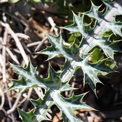 Argemone ochroleuca subsp. ochroleuca at O'Connor, ACT - 21 Oct 2024