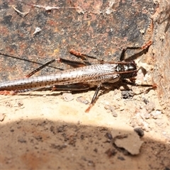Unverified Grasshopper, Cricket or Katydid (Orthoptera) at Coonambula, QLD - 21 Oct 2024 by aussietrev