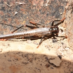 Unidentified Grasshopper, Cricket or Katydid (Orthoptera) at Coonambula, QLD - 21 Oct 2024 by aussietrev