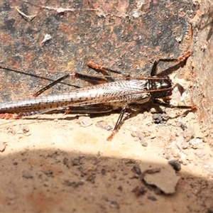 Unidentified Grasshopper, Cricket or Katydid (Orthoptera) at Coonambula, QLD by aussietrev