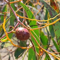 Trichilogaster sp. (genus) (Acacia gall wasp) at Symonston, ACT - 22 Oct 2024 by Mike