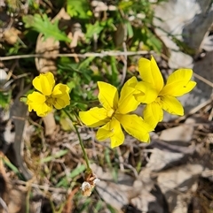 Goodenia pinnatifida (Scrambled Eggs) at Symonston, ACT - 22 Oct 2024 by Mike