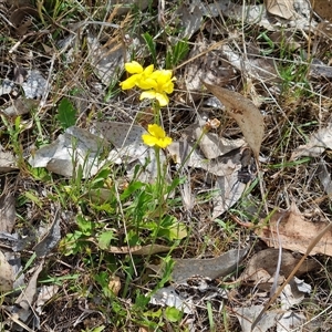 Goodenia pinnatifida at Symonston, ACT - 22 Oct 2024 02:58 PM