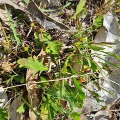 Goodenia pinnatifida at Symonston, ACT - 22 Oct 2024