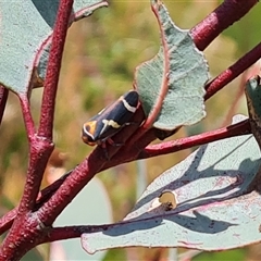 Eurymeloides pulchra (Gumtree hopper) at Symonston, ACT - 22 Oct 2024 by Mike