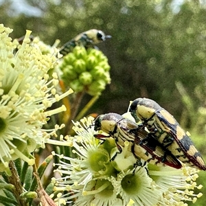 Castiarina subcincta (Jewel Beetle) at Red Gully, WA by MarkH