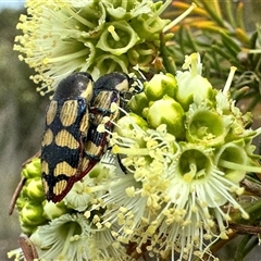 Castiarina subcincta at Red Gully, WA - 20 Oct 2024