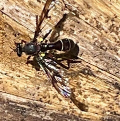 Daptolestes sp. (genus) (Robber Fly) at Denman Prospect, ACT - 21 Oct 2024 by Jennybach